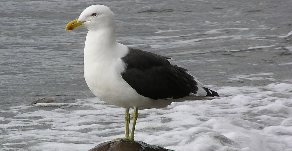 Gull narrower.png