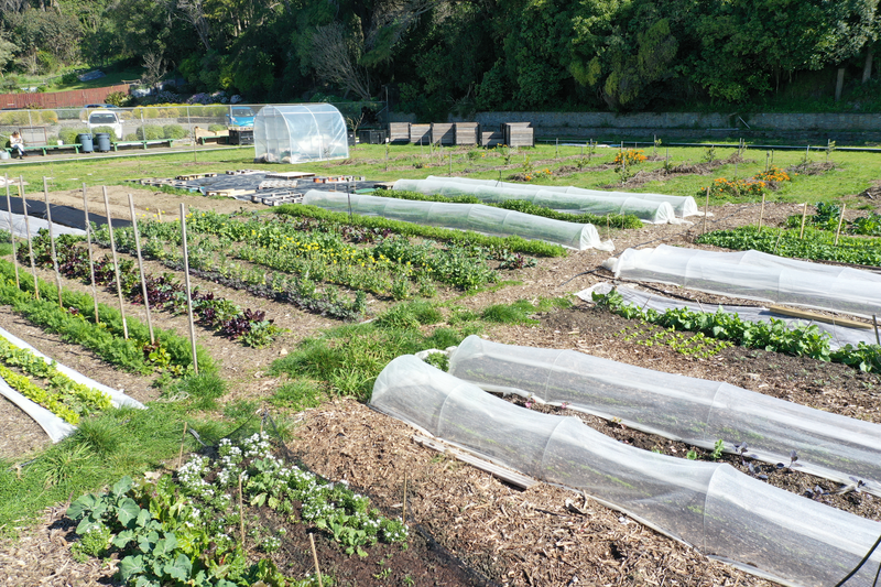 Edible Earth Porirua.jpg