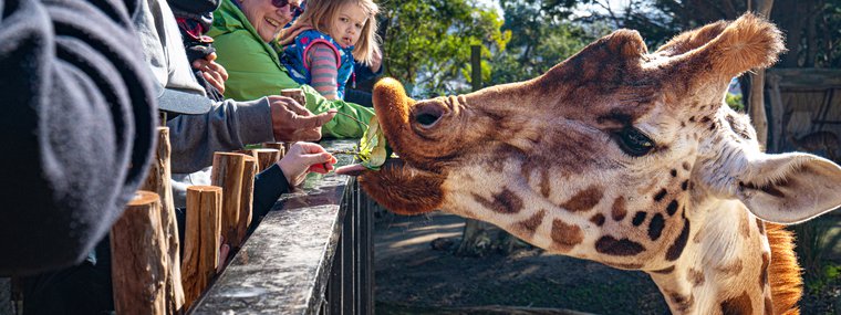 Wellington Zoo Giraffe Feed - edited (1).jpg